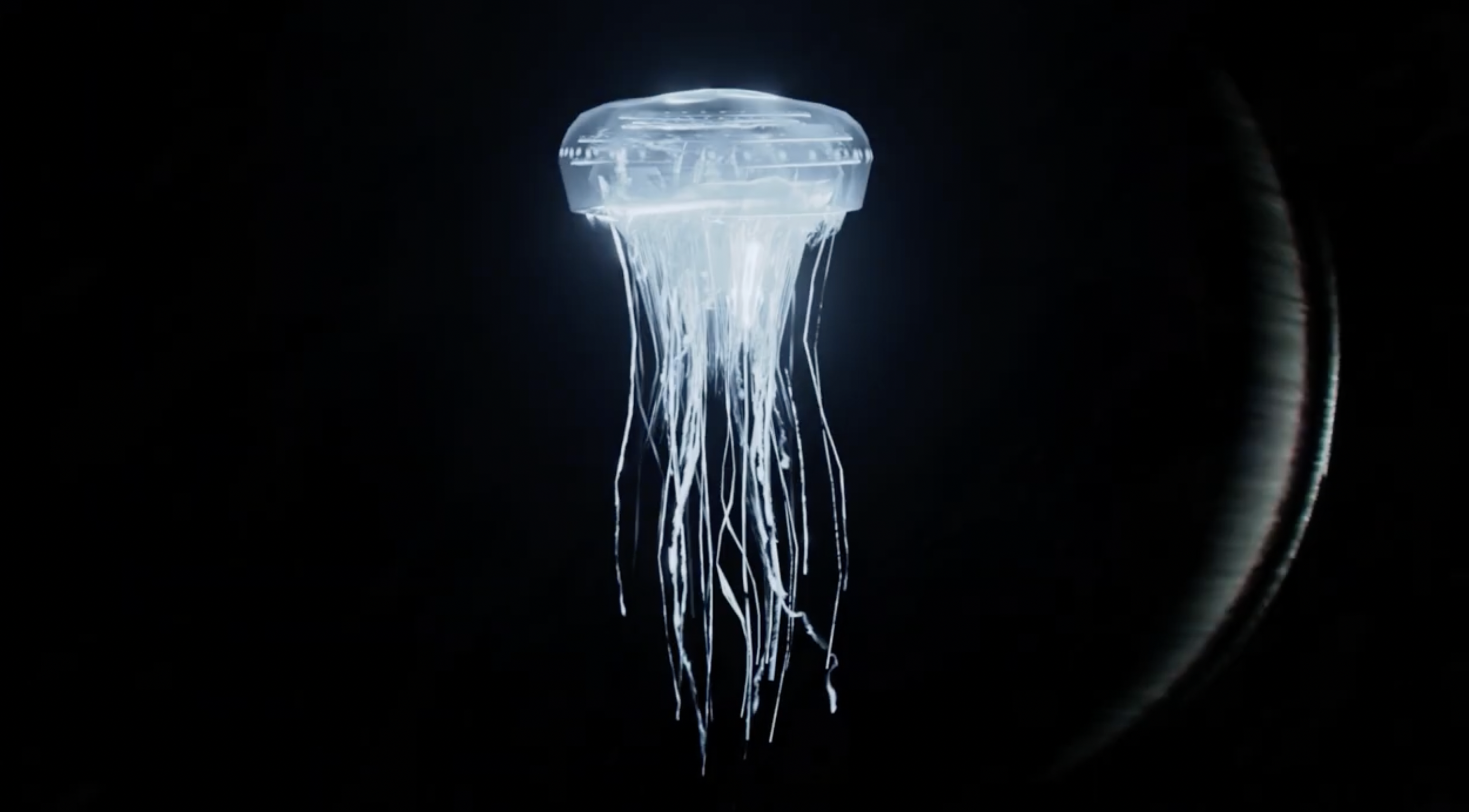 jellyfish
