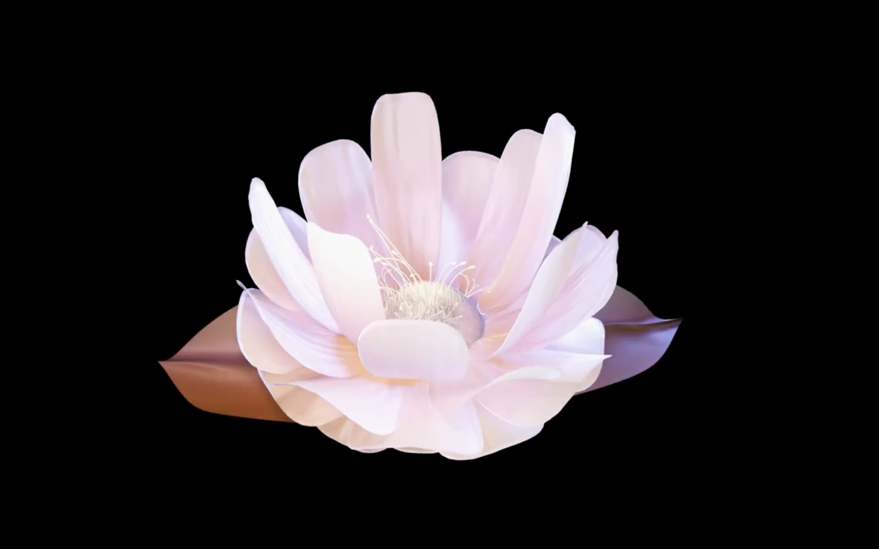 Bloom